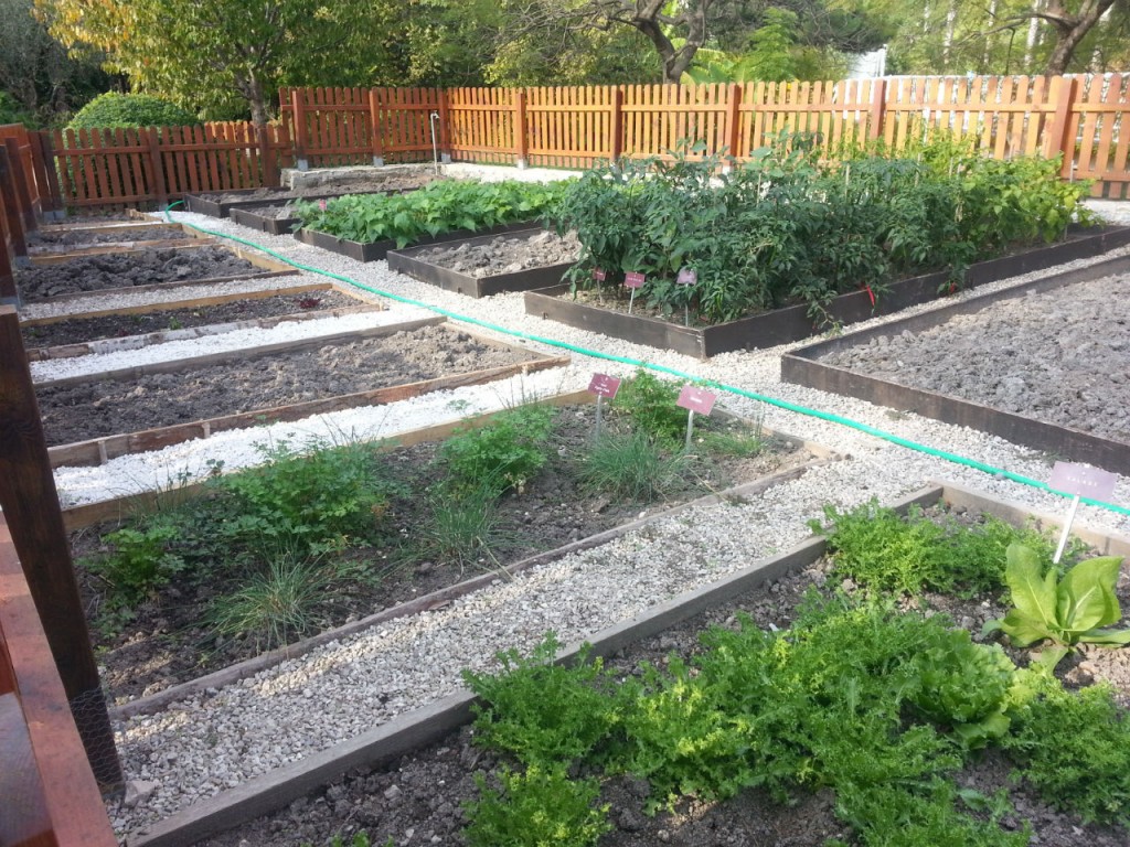 Pensez à récolter les derniers trésors de votre potager !