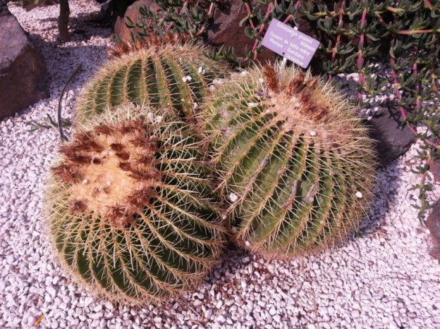Il existe plus de 2500 espèces de cactus