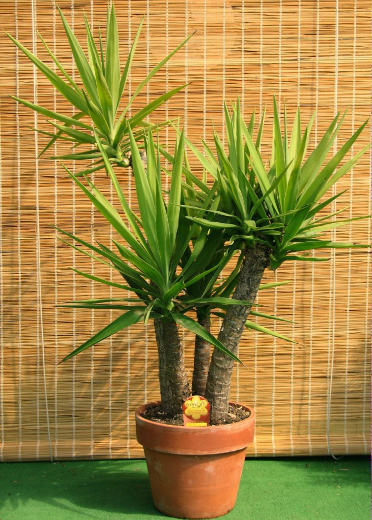 Plantes luxuriantes : mode d’emploi