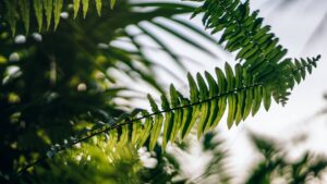 Plante de jardin