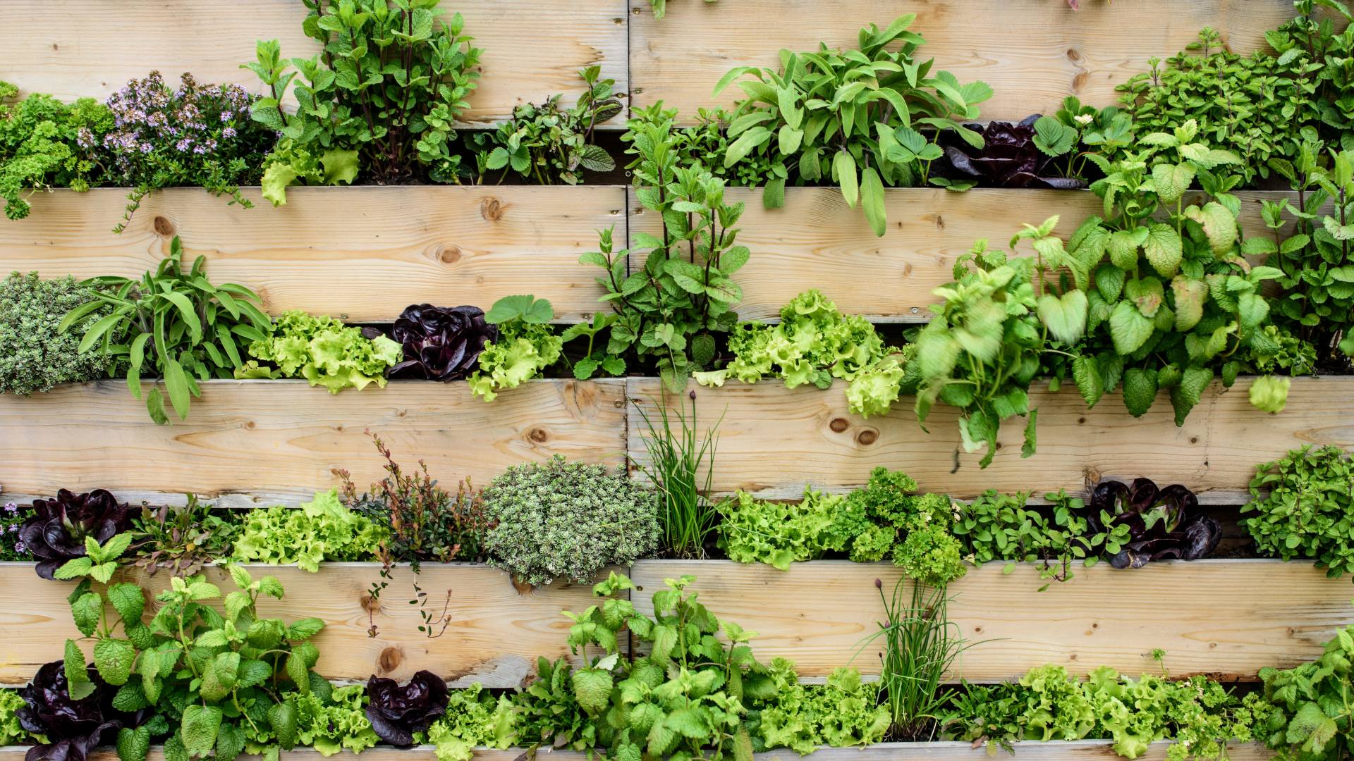 Jardin vertical